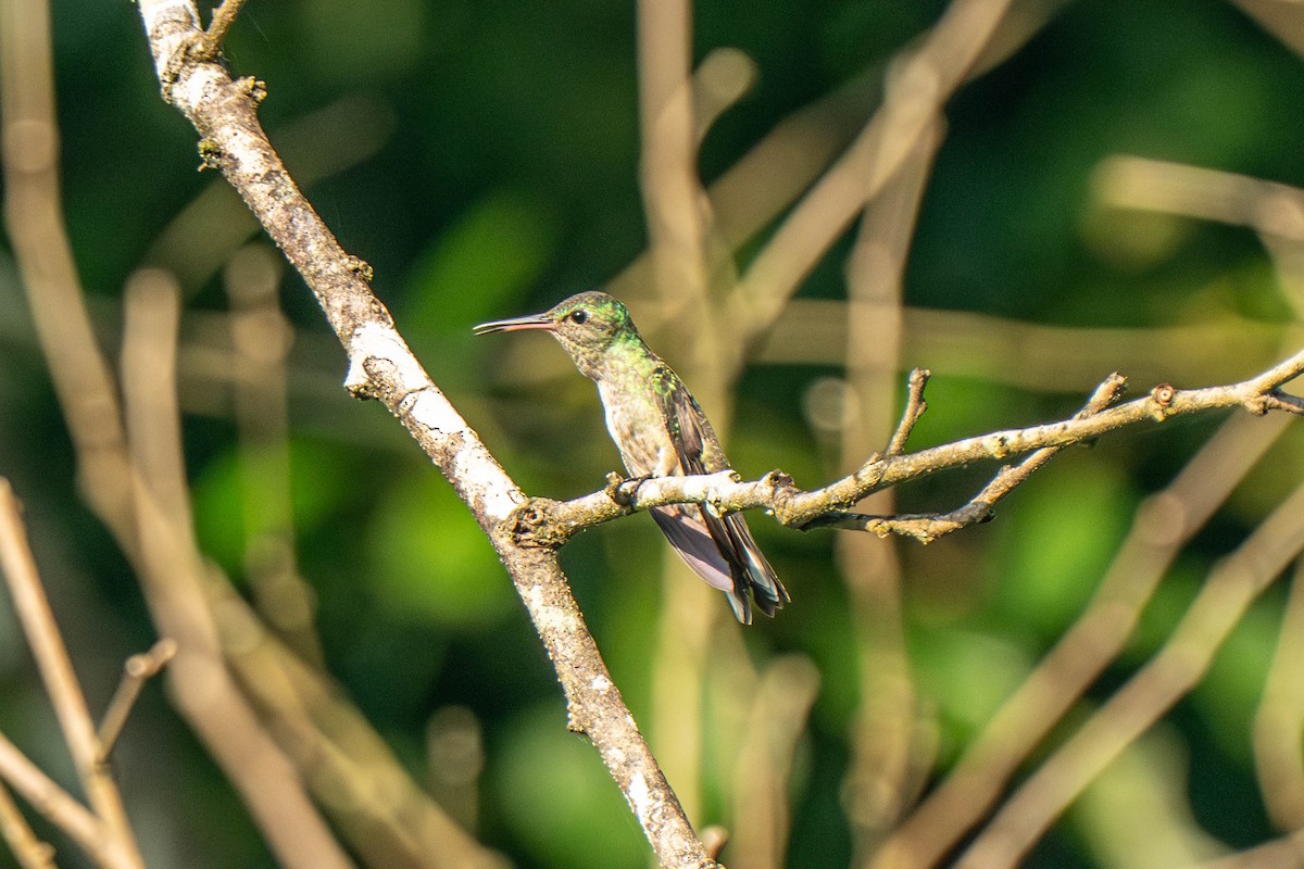 Scaly-breasted Hummingbird - ML635417442