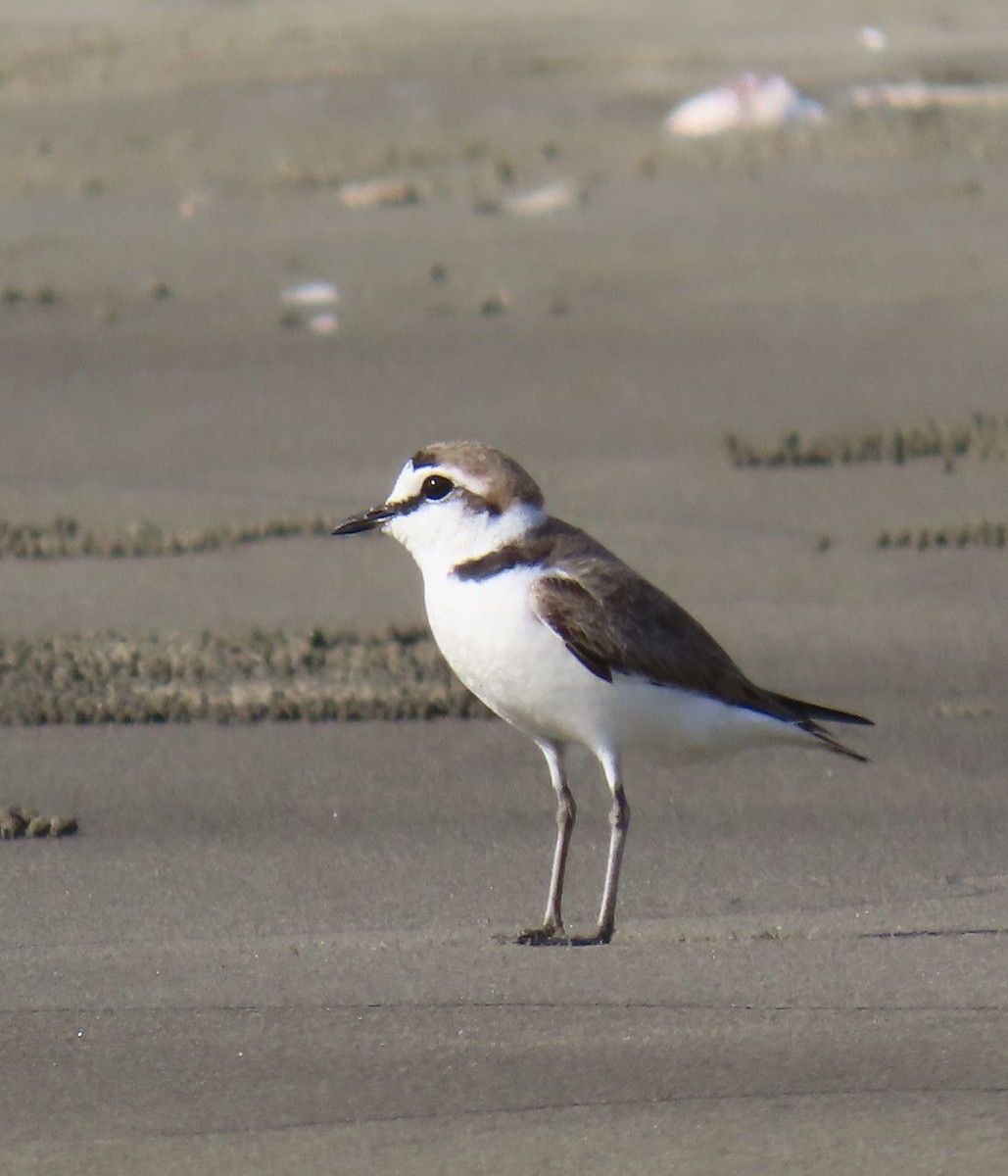 Kentish Plover (Kentish) - ML635417515