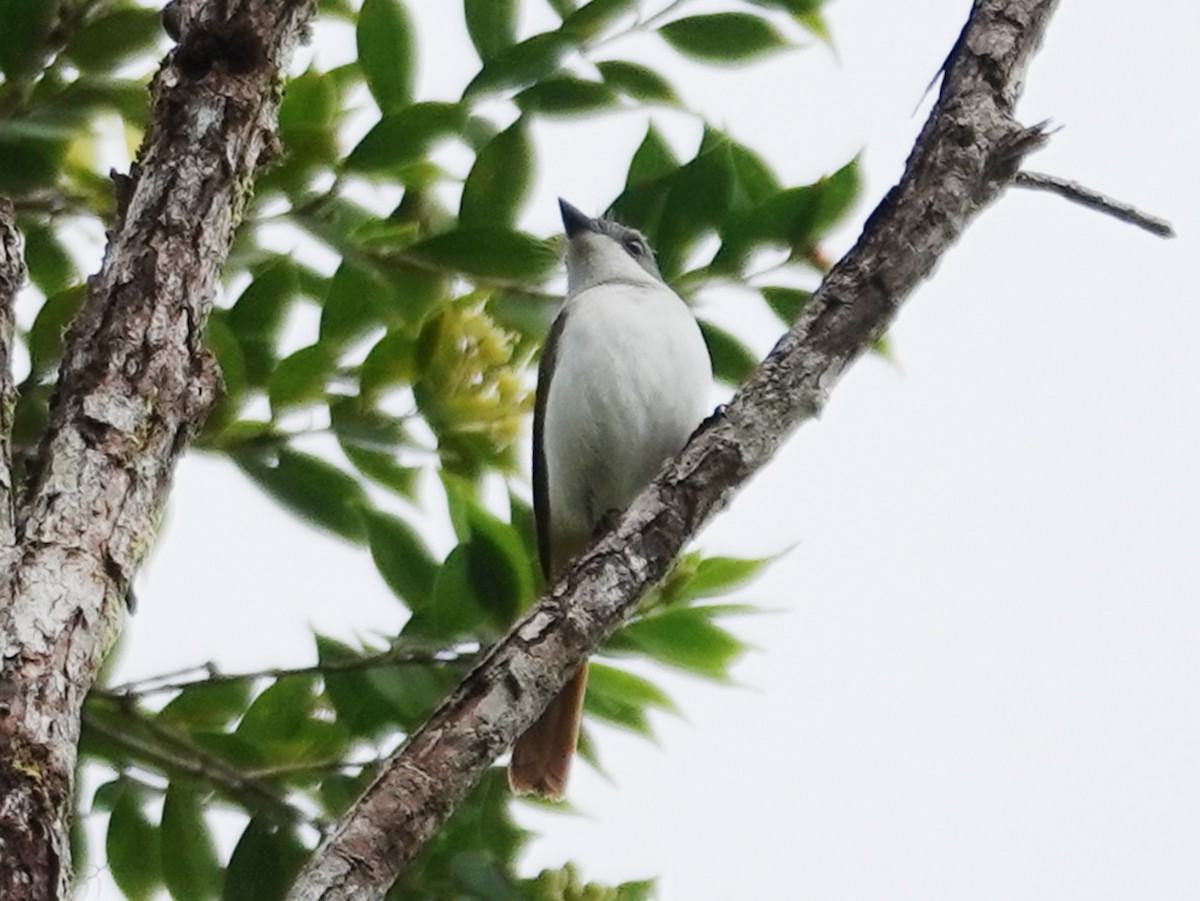 Steel-blue Flycatcher - ML635417607