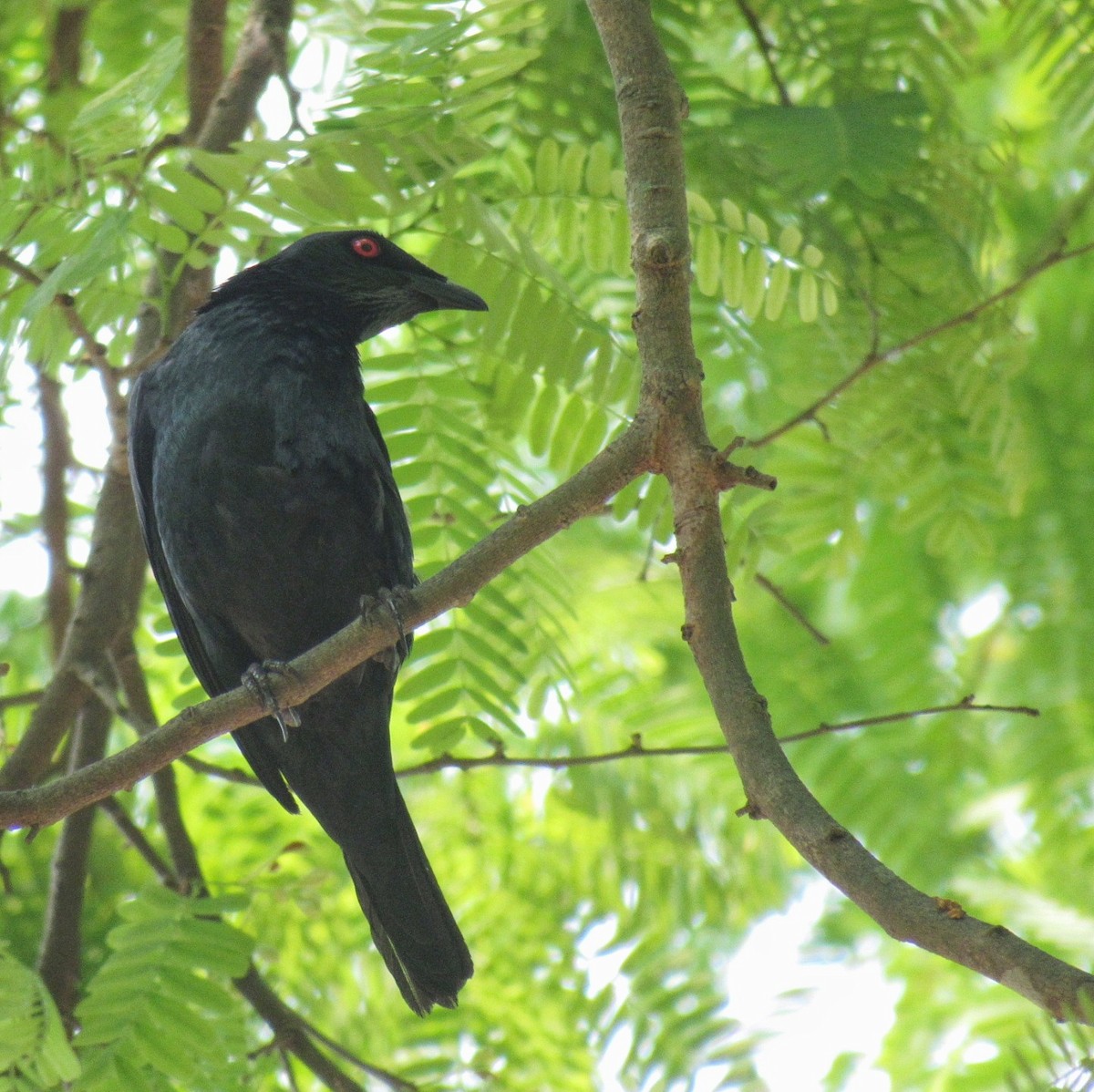 špaček rudooký - ML635417608