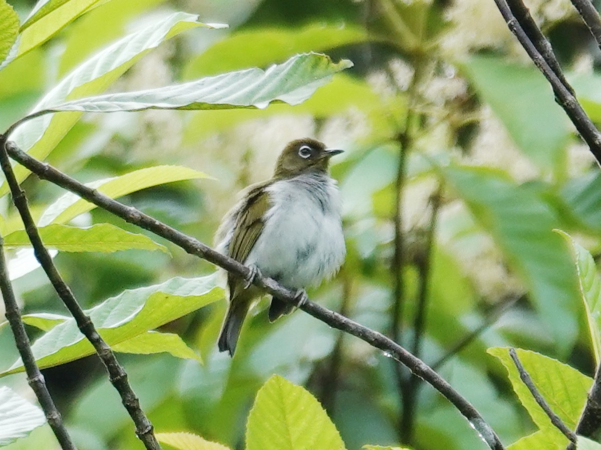 Bougainville White-eye - ML635417610