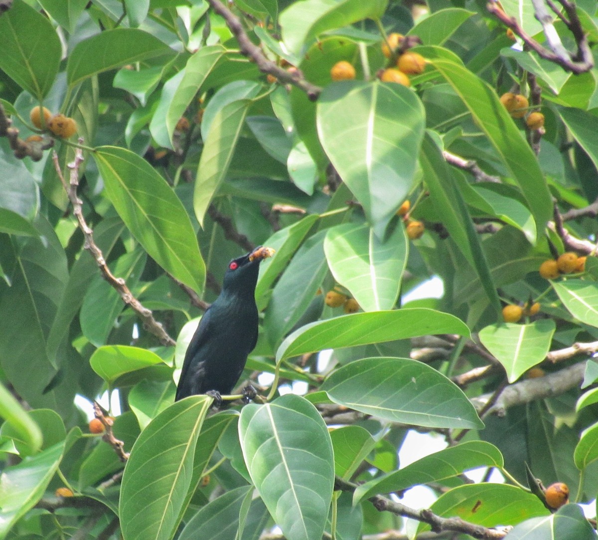 špaček rudooký - ML635417638