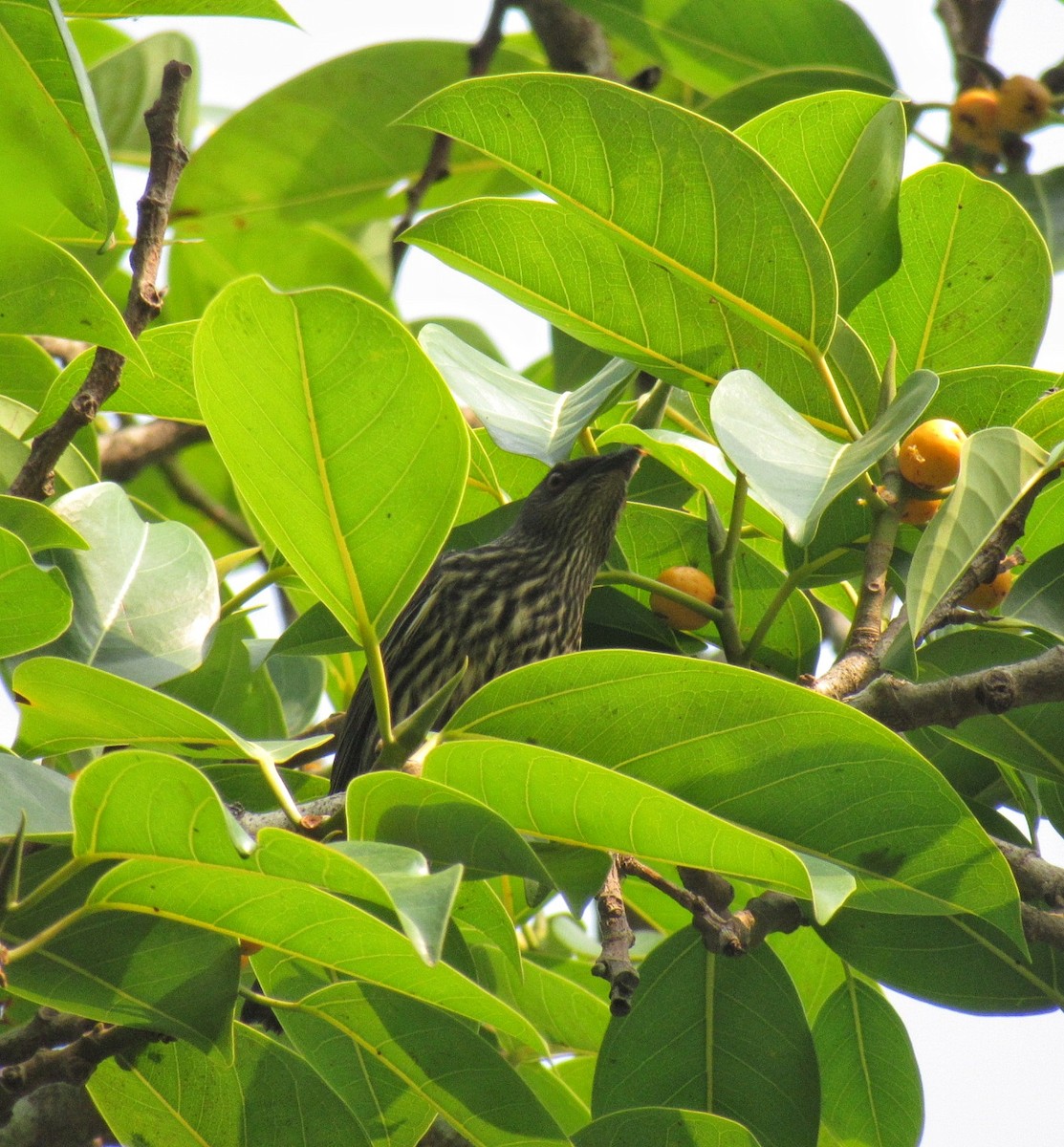 špaček rudooký - ML635417640