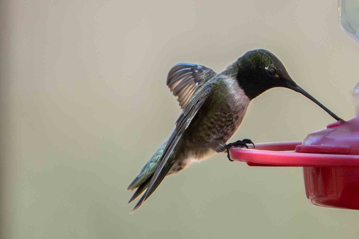 Colibri à gorge noire - ML635417756