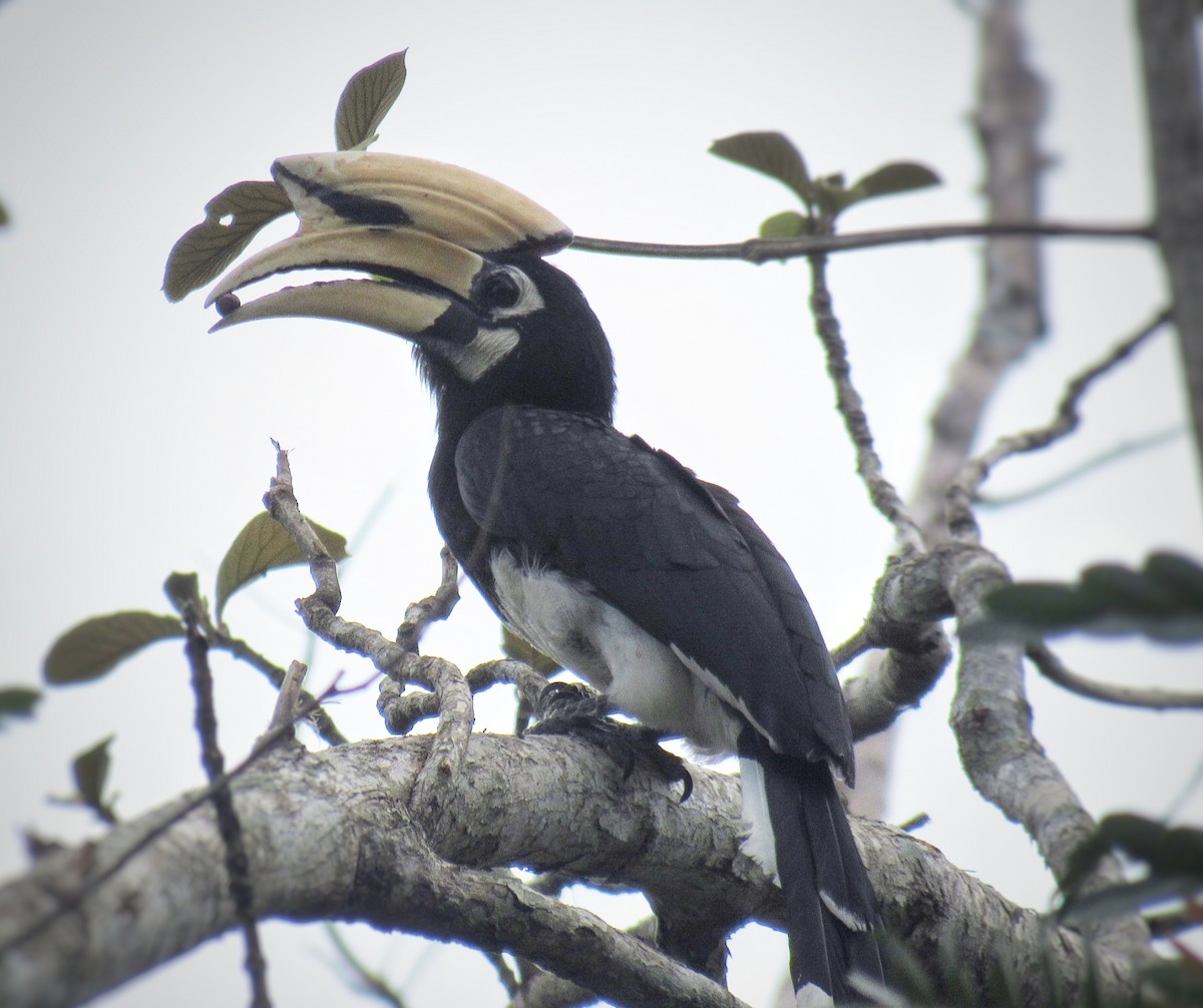 zoborožec bělolící - ML635417761