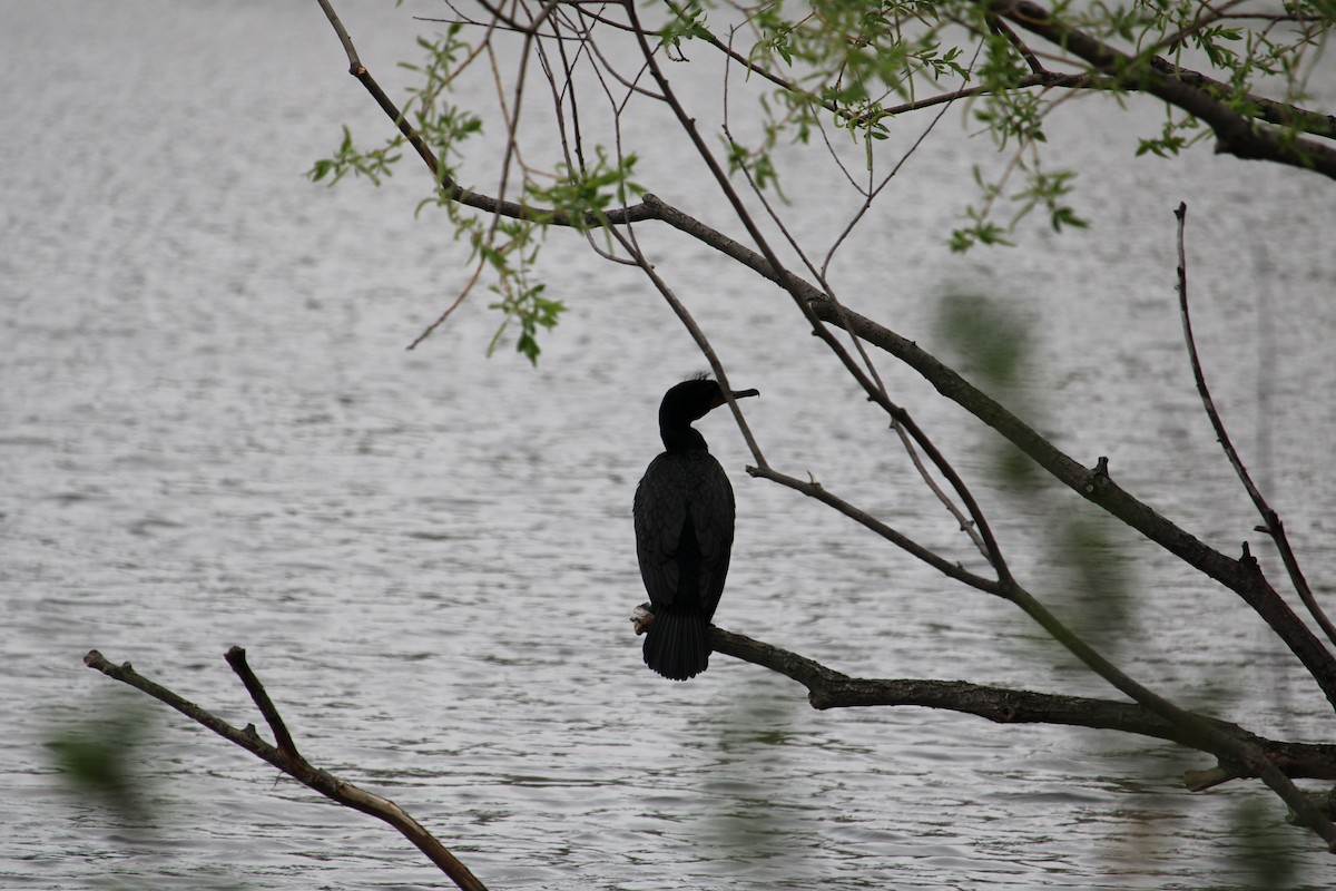 Double-crested Cormorant - ML635417855