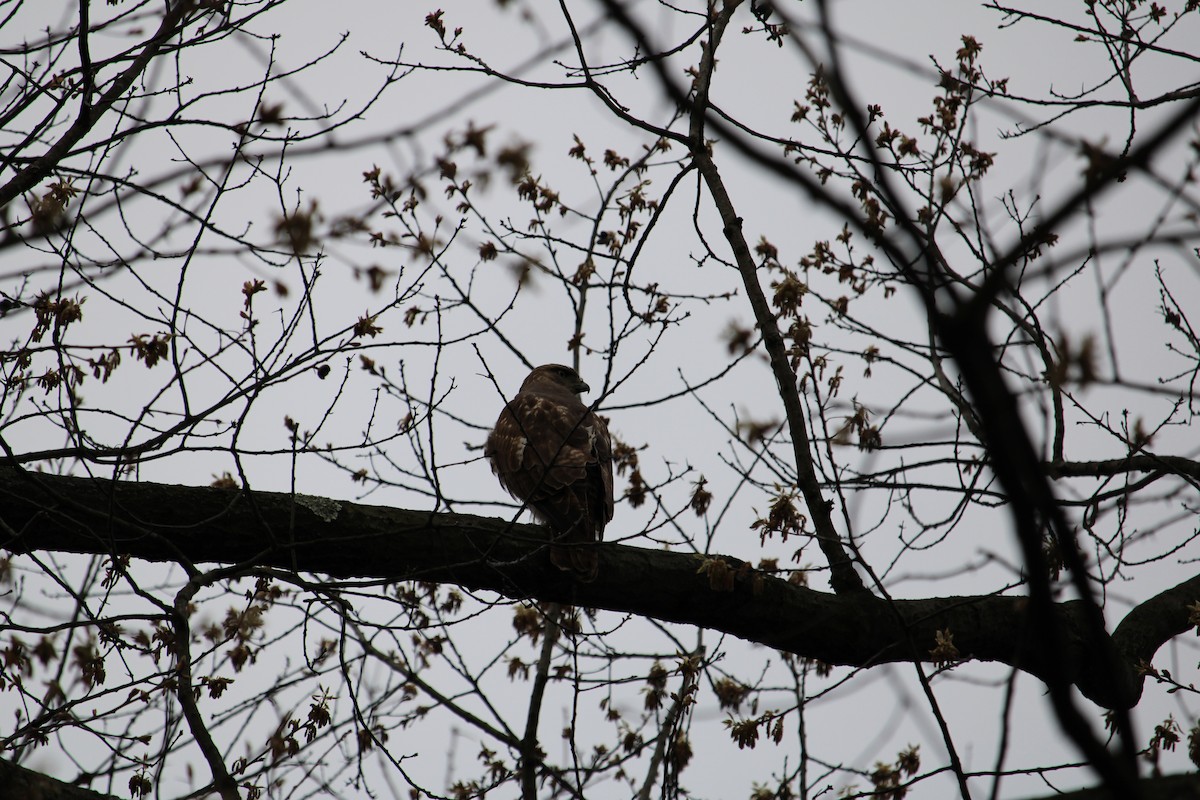 Red-tailed Hawk - ML635417859