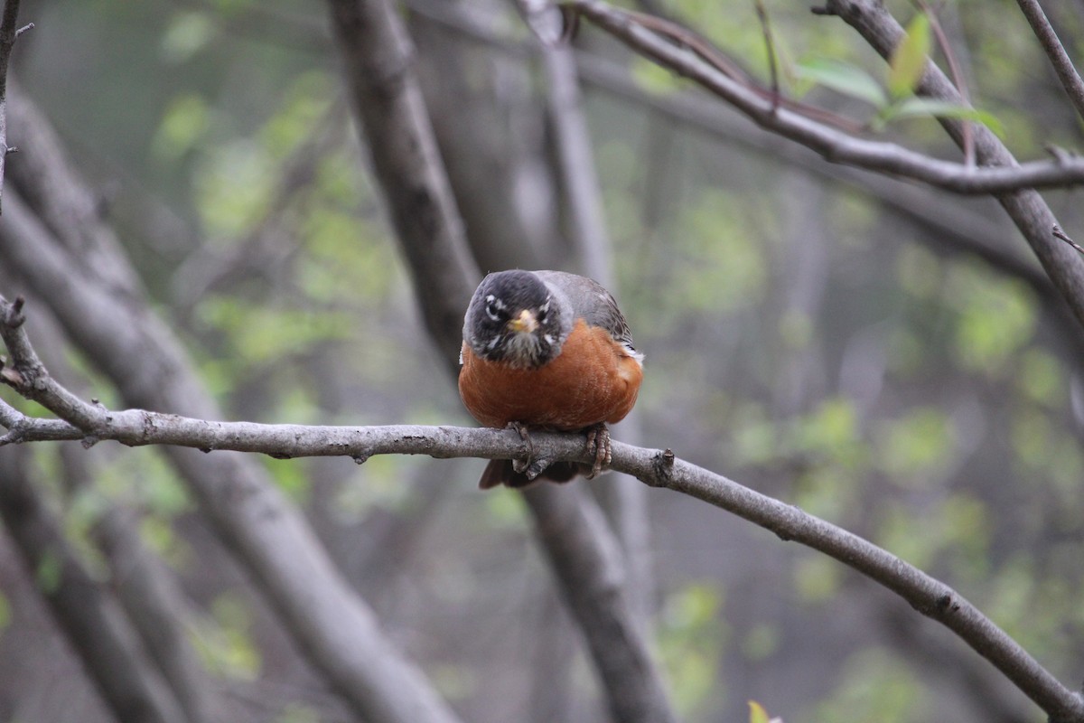 American Robin - ML635417872