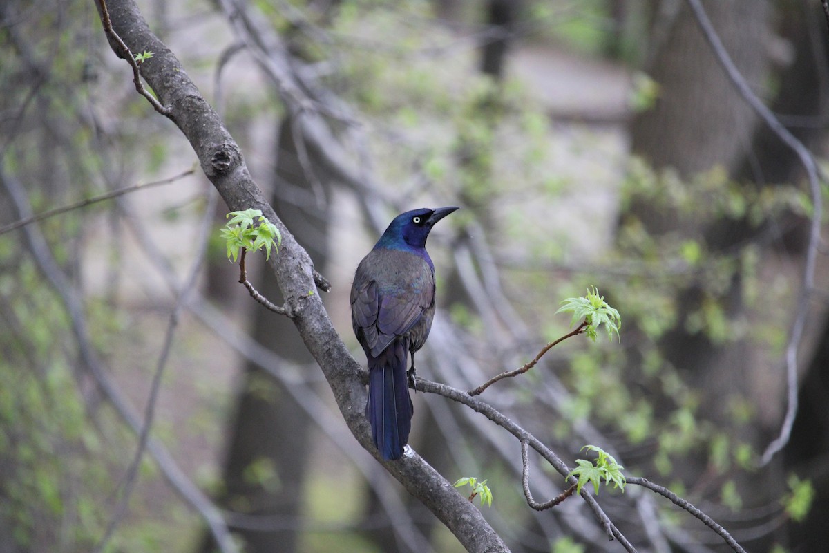Common Grackle - ML635417881