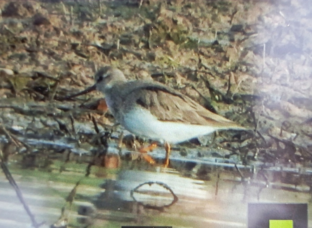 Terek Sandpiper - ML635417912