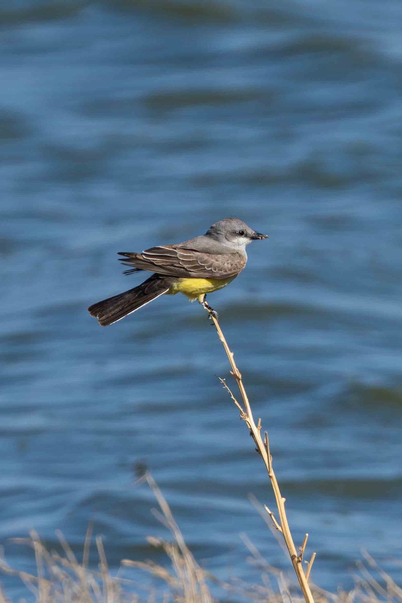 Schmalschnabel-Königstyrann - ML635418010