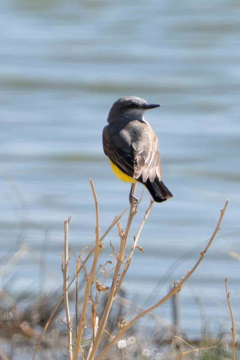 Schmalschnabel-Königstyrann - ML635418011