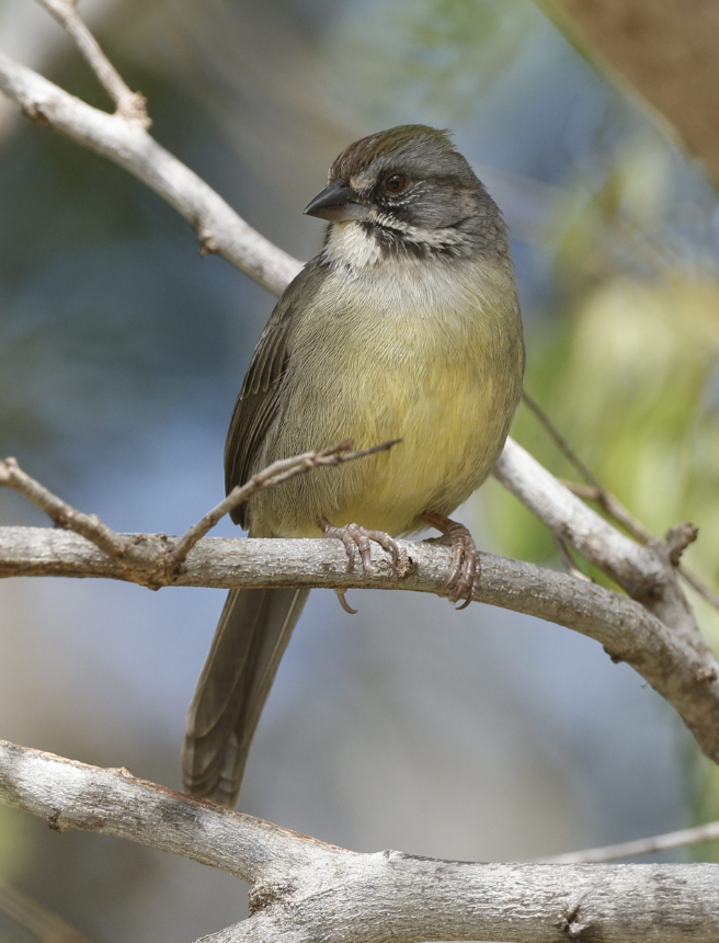 Zapata Sparrow - ML635418059