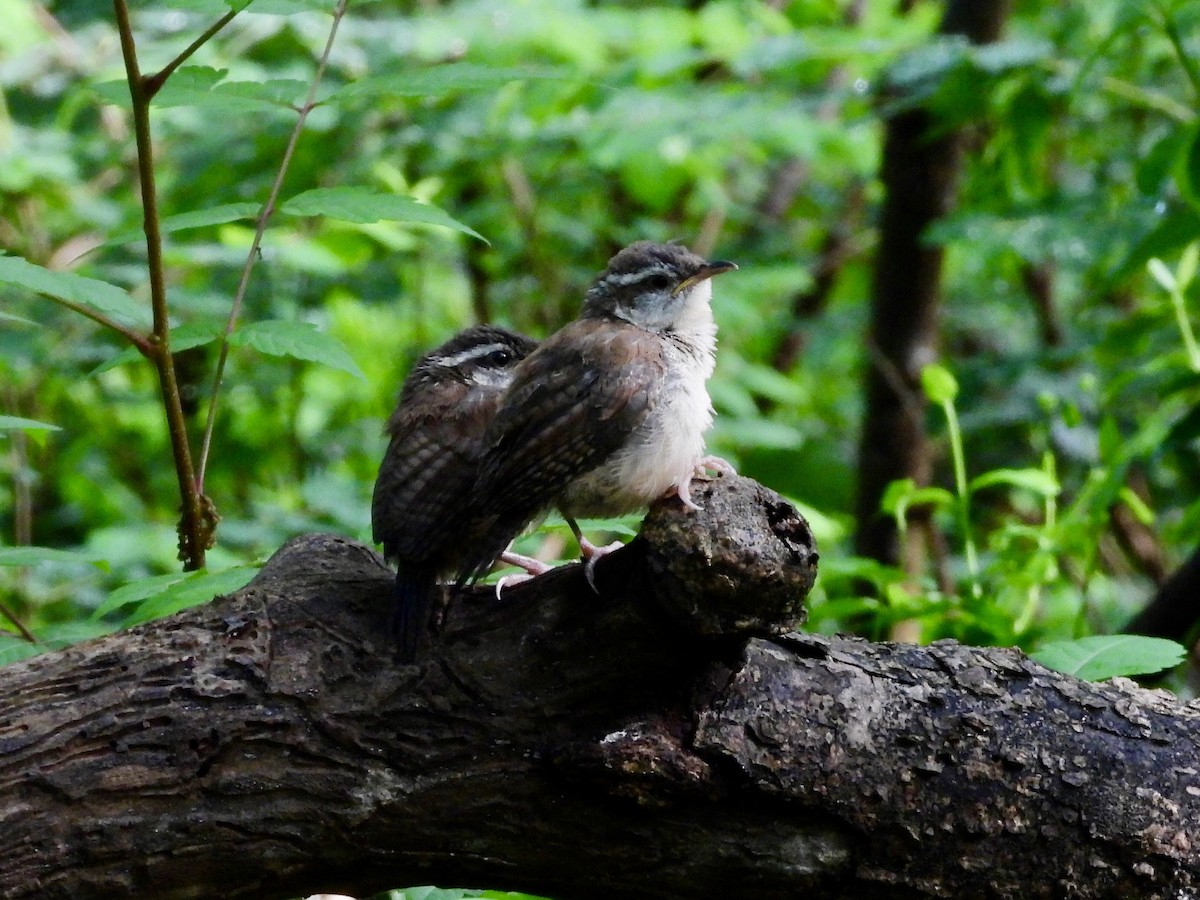 Carolina Wren - ML635418270