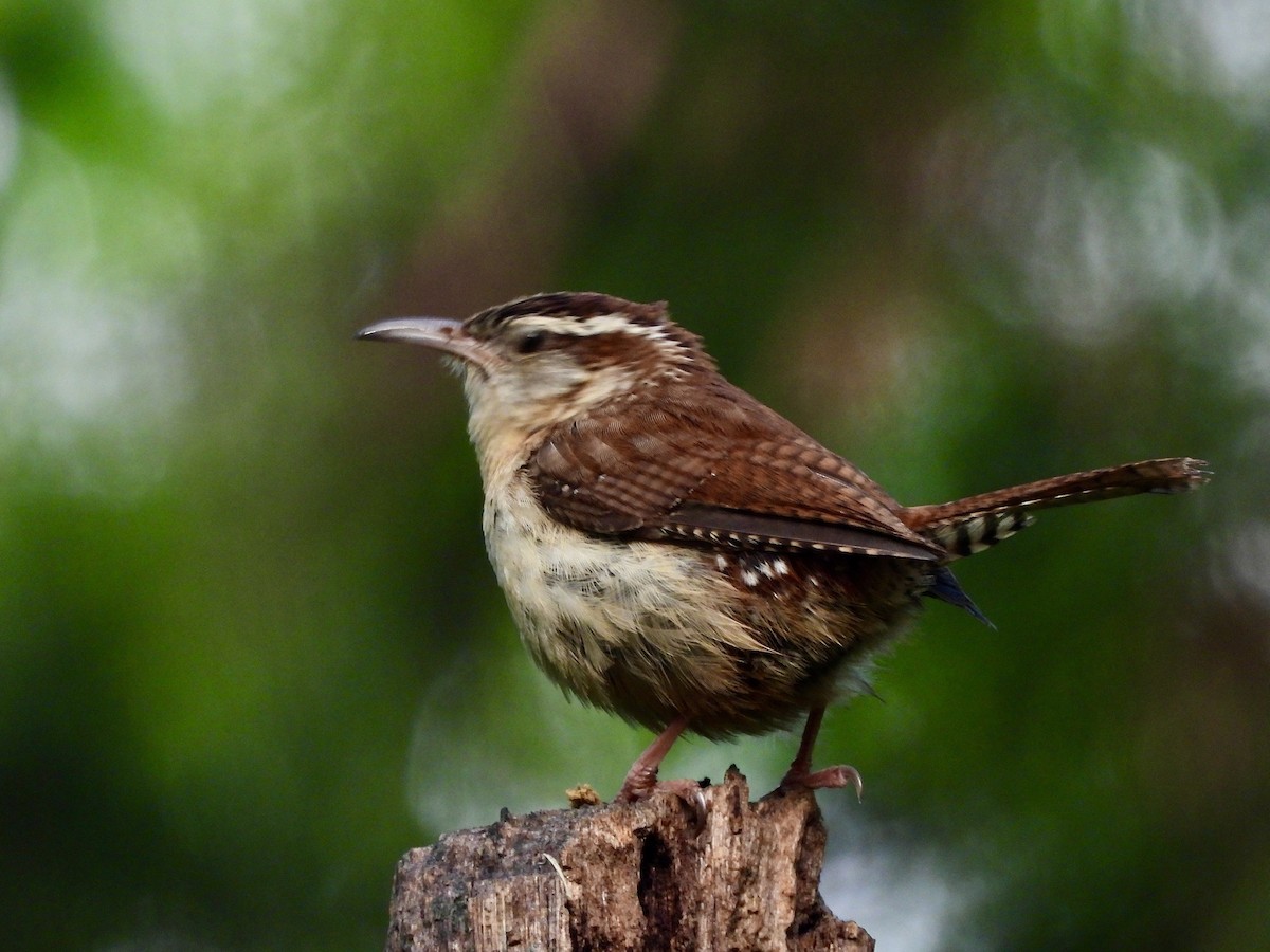 Carolina Wren - ML635418272