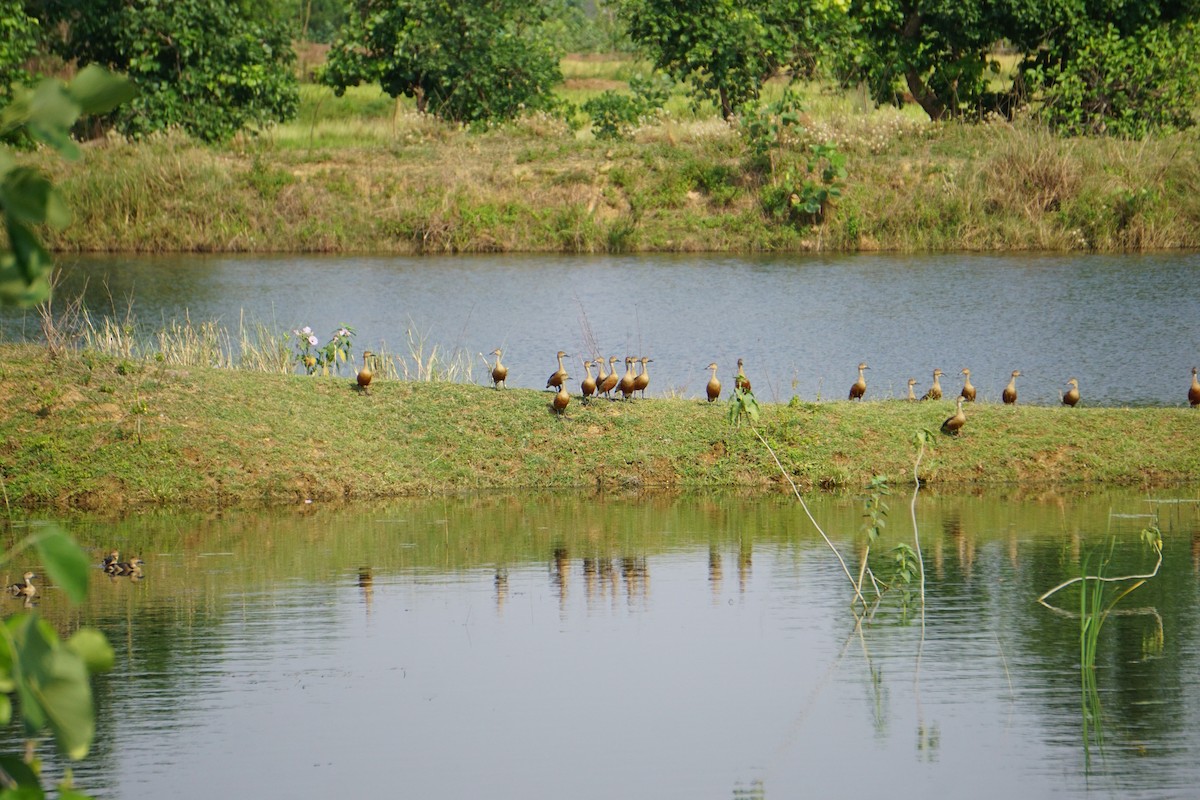 Suirirí de Java - ML635418308