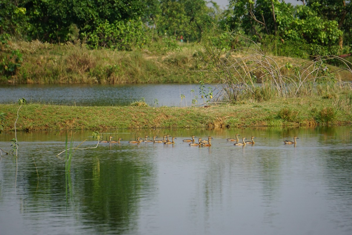 Suirirí de Java - ML635418309