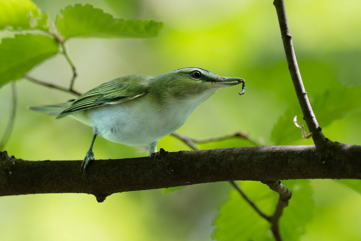 Red-eyed Vireo - ML635418326