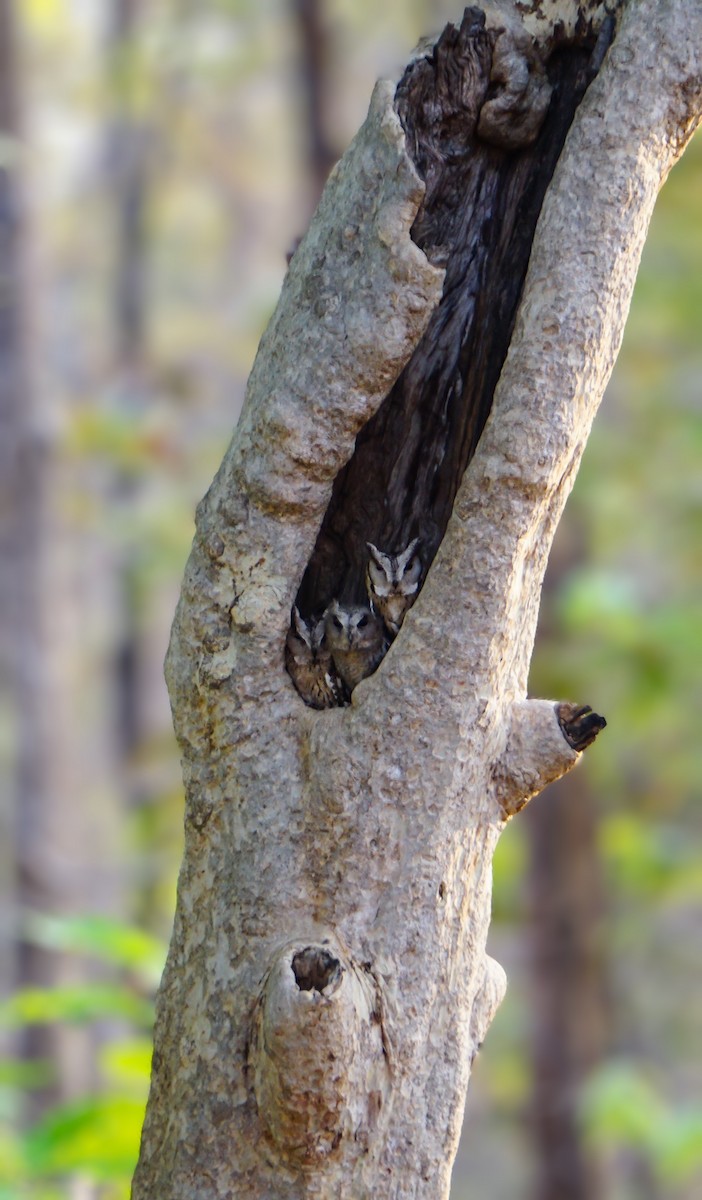 Autillo Indio - ML635418342