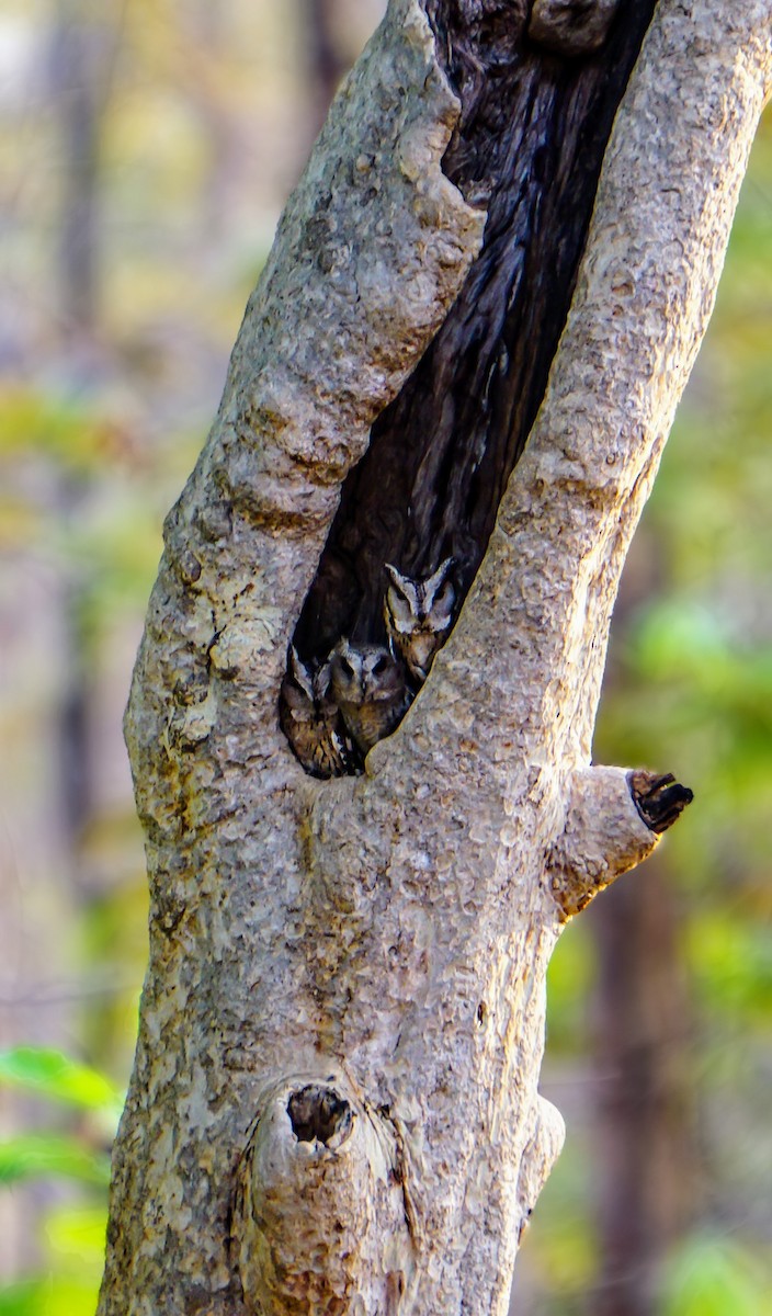 Autillo Indio - ML635418343