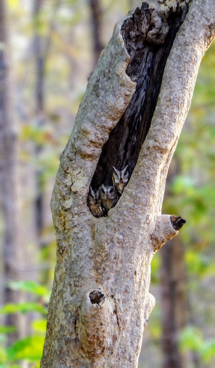 Autillo Indio - ML635418344