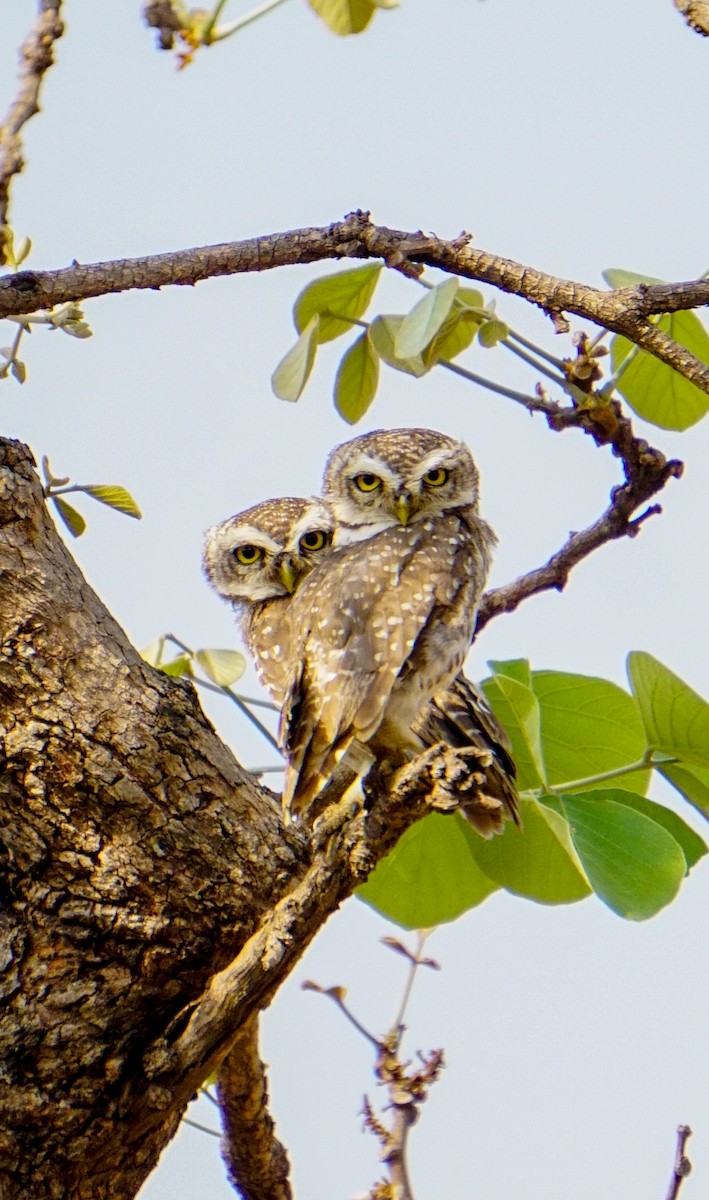 Mochuelo Brahmán - ML635418368