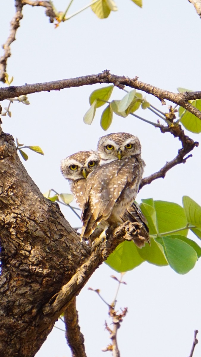 Mochuelo Brahmán - ML635418369