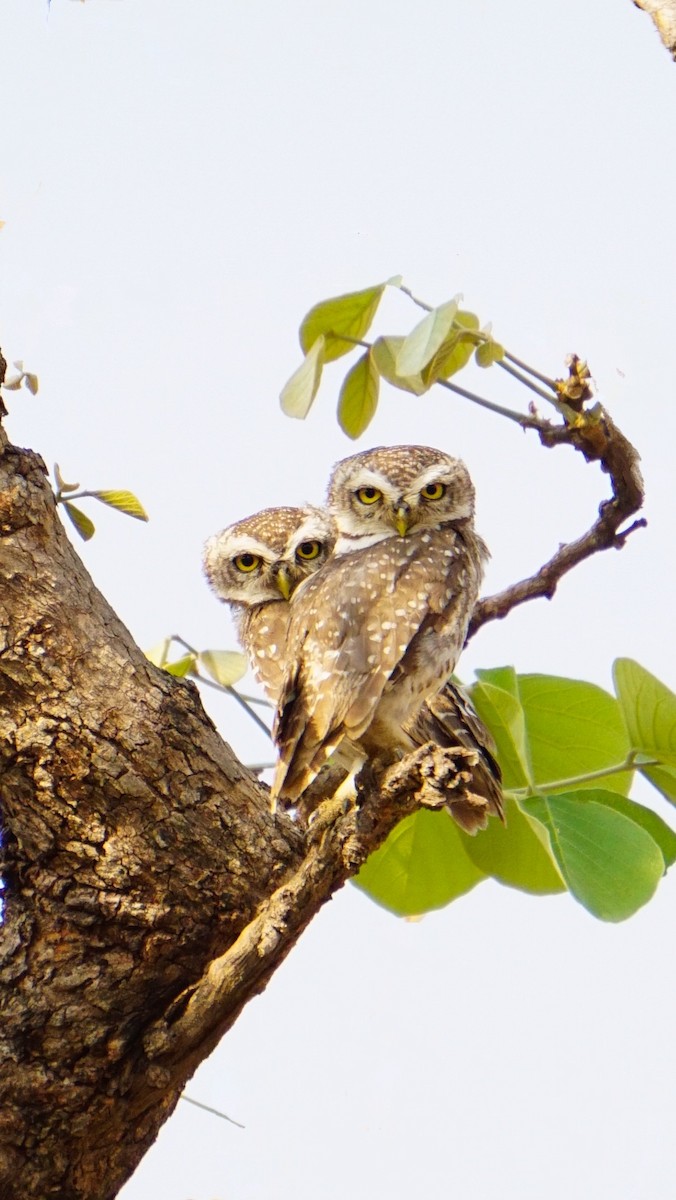 Mochuelo Brahmán - ML635418370