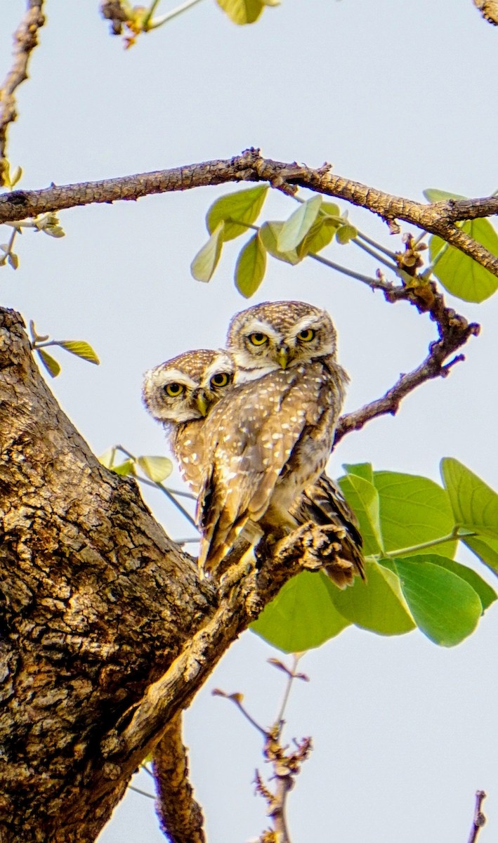 Mochuelo Brahmán - ML635418371