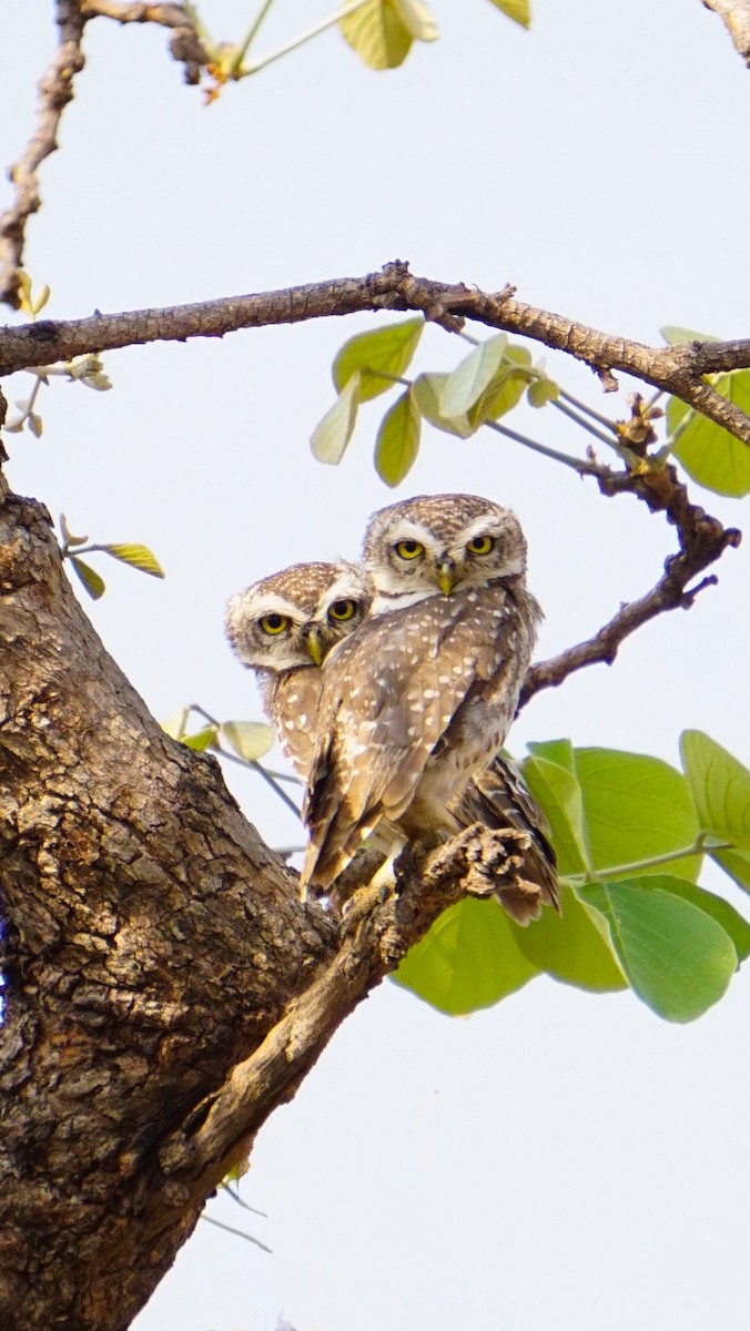 Mochuelo Brahmán - ML635418372