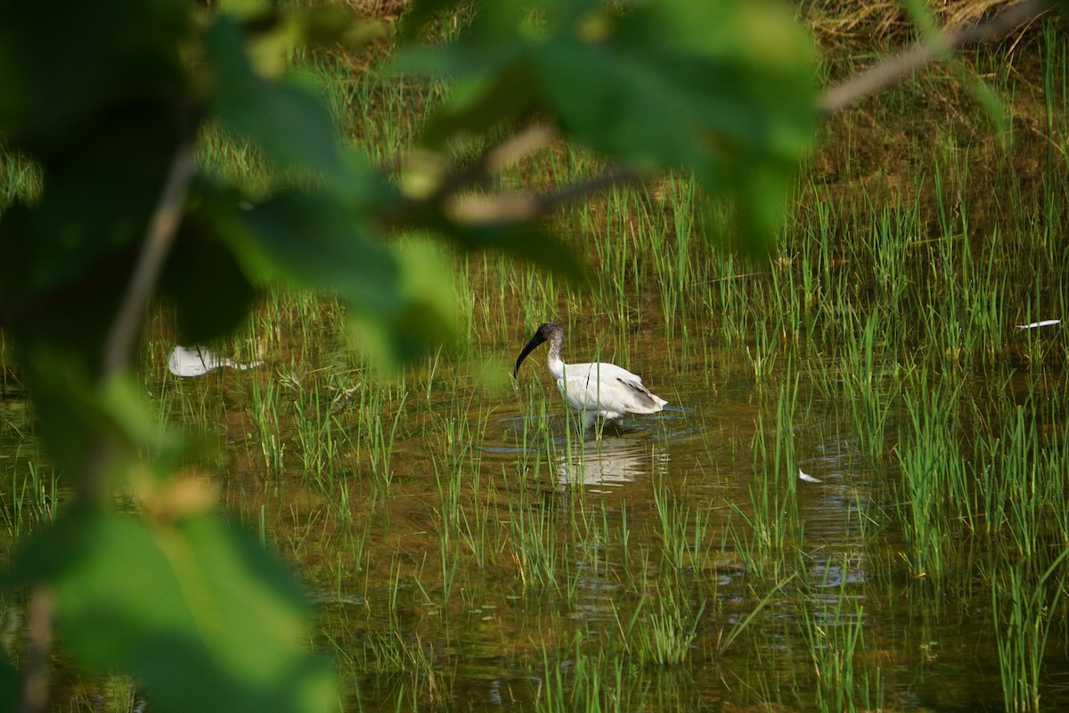Ibis Oriental - ML635418405
