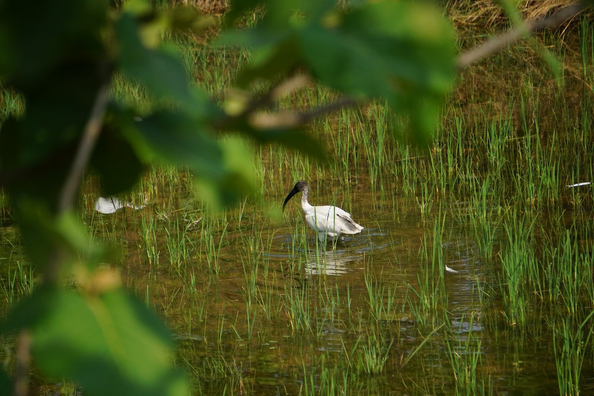 Ibis Oriental - ML635418406