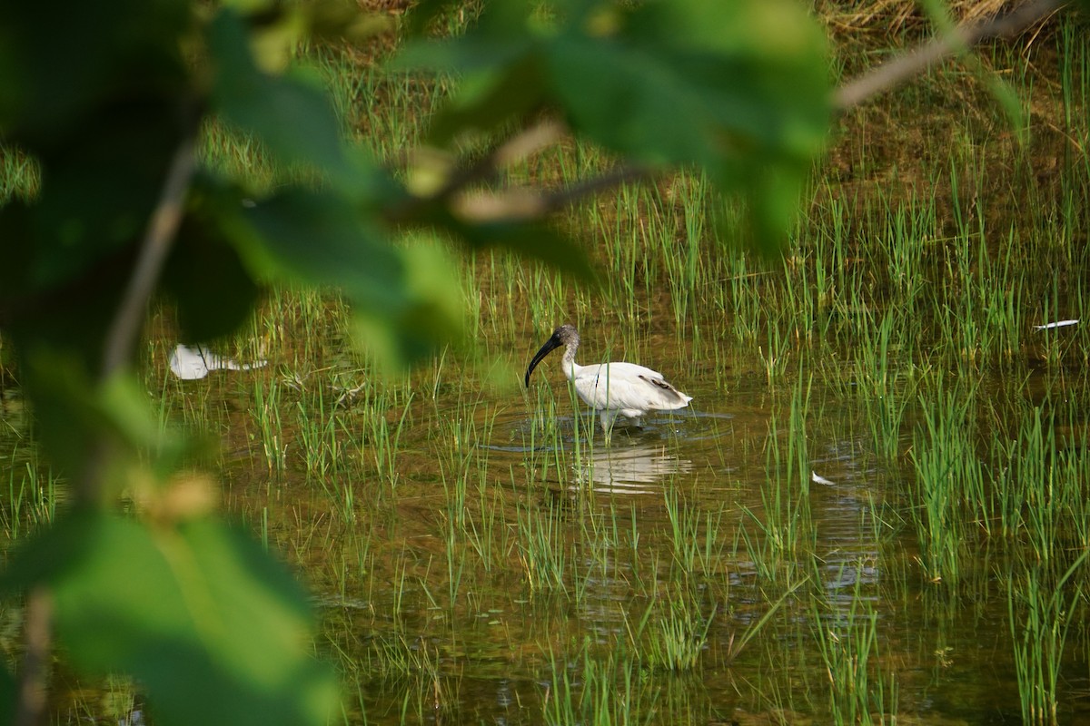 Ibis Oriental - ML635418407