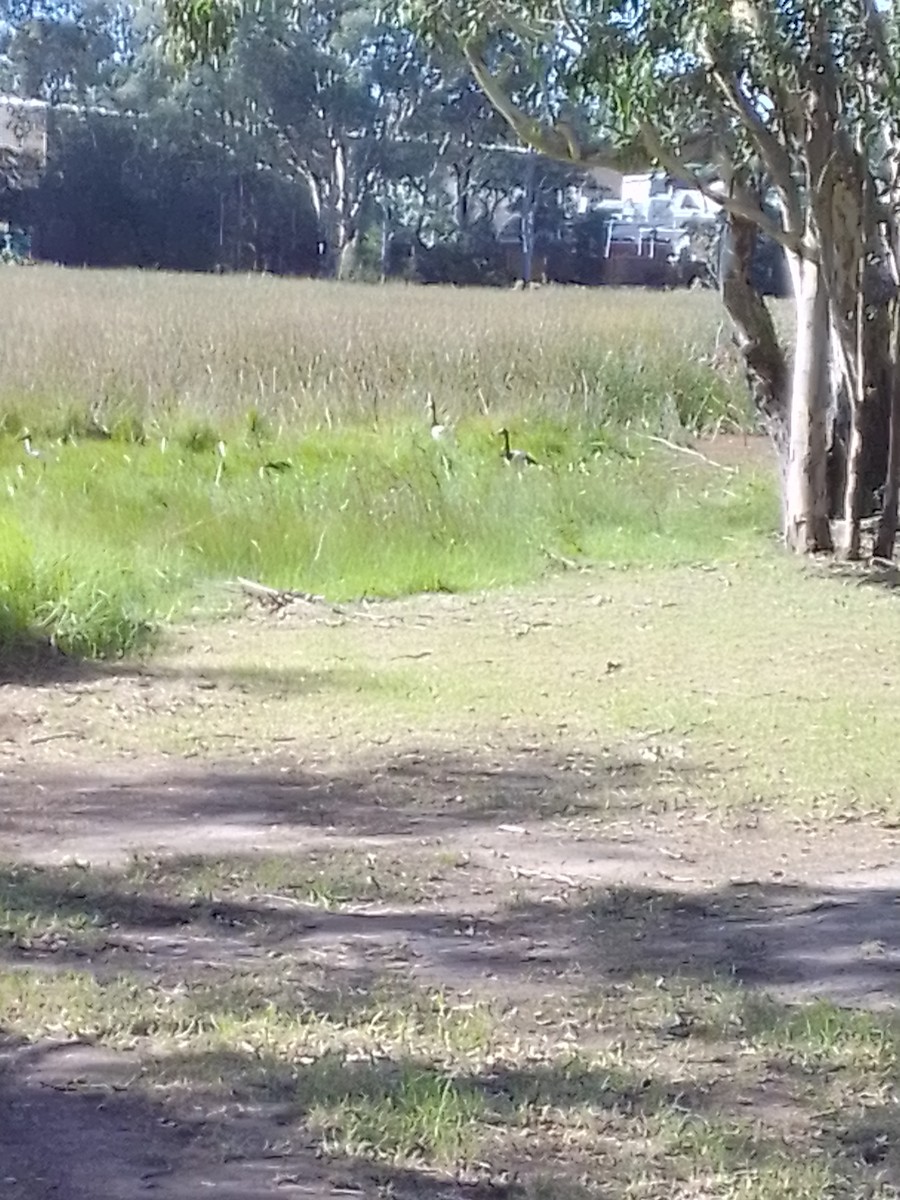 skjæregås - ML635418410