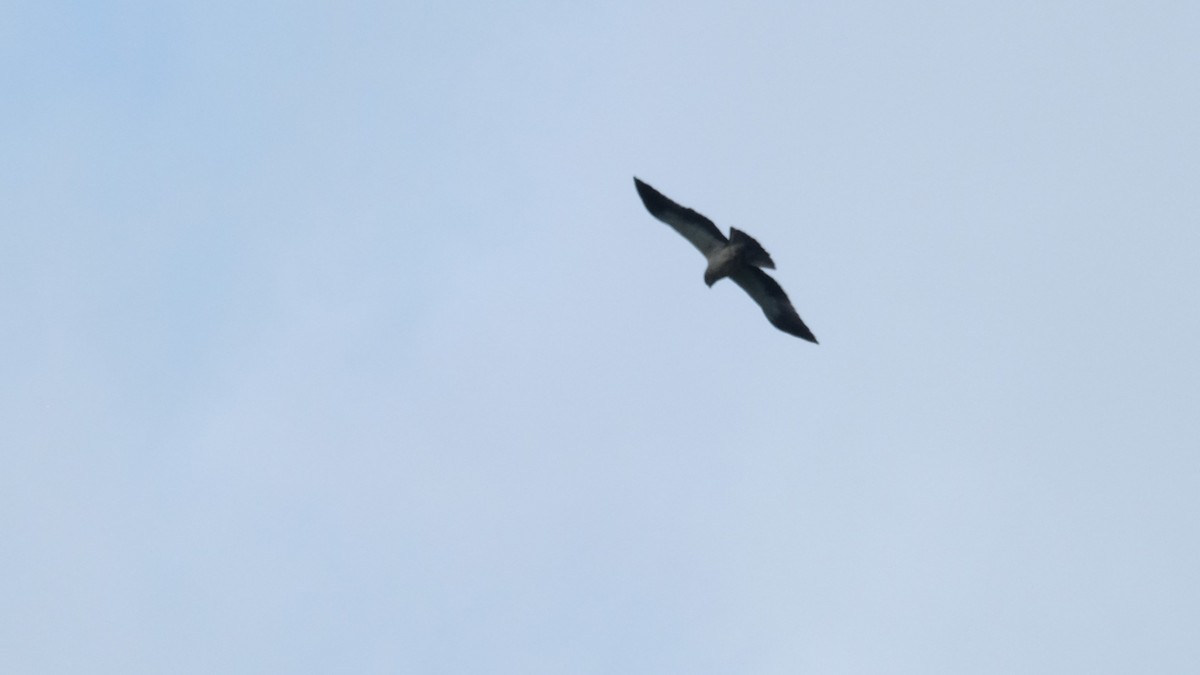 dvergørn - ML635418479