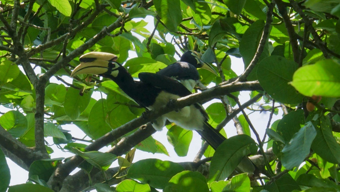 Oriental Pied-Hornbill - ML635418503