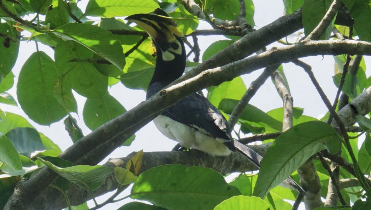 Oriental Pied-Hornbill - ML635418512