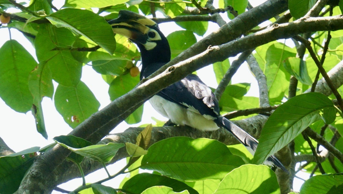 Oriental Pied-Hornbill - ML635418513