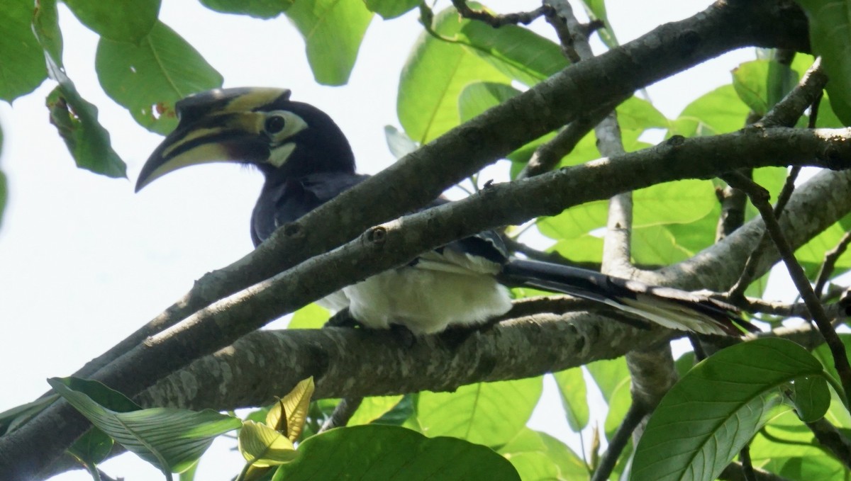 Oriental Pied-Hornbill - ML635418557