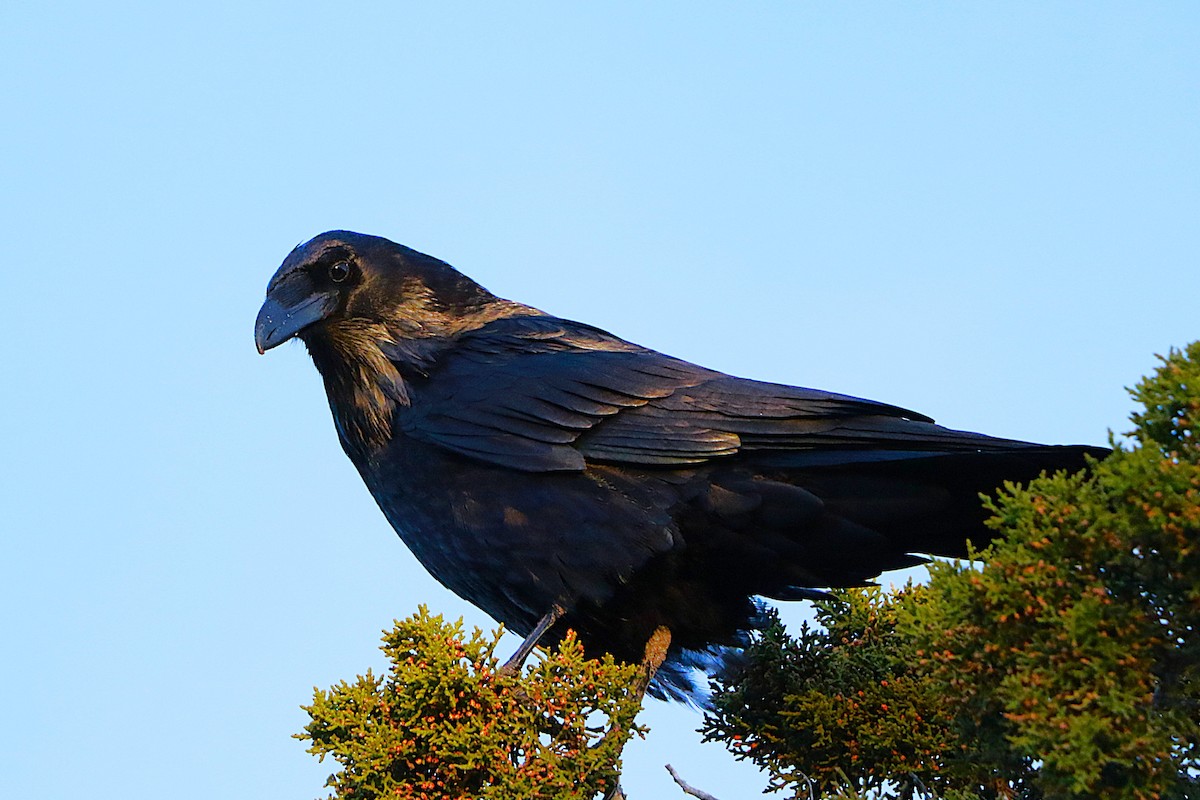 Common Raven - ML635418585