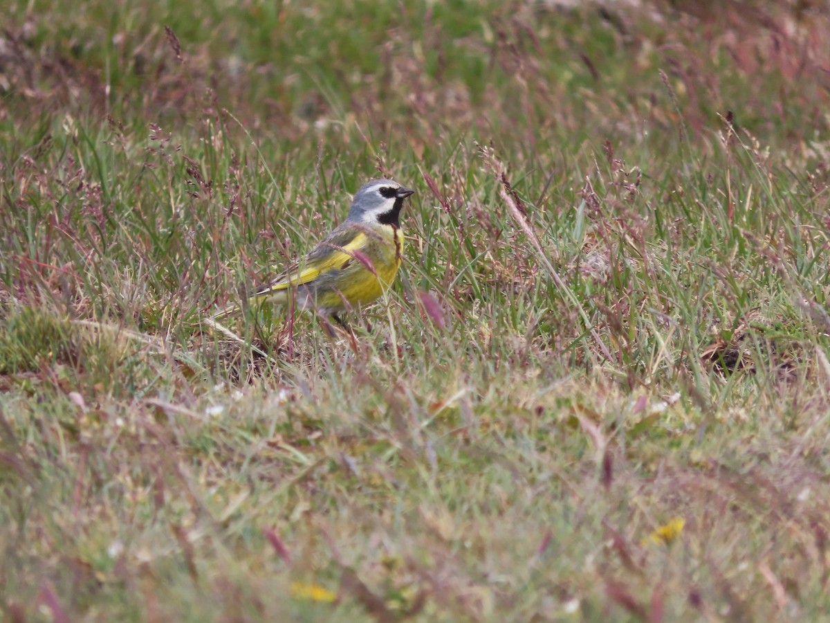White-bridled Finch (Fuegian) - ML635418607