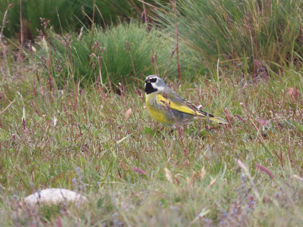 White-bridled Finch (Fuegian) - ML635418609