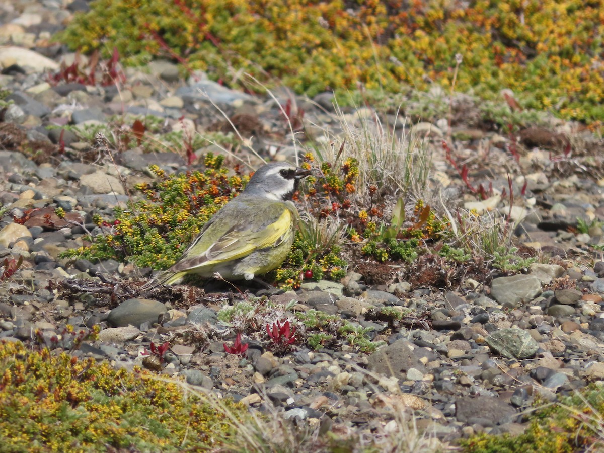 White-bridled Finch (Fuegian) - ML635418610