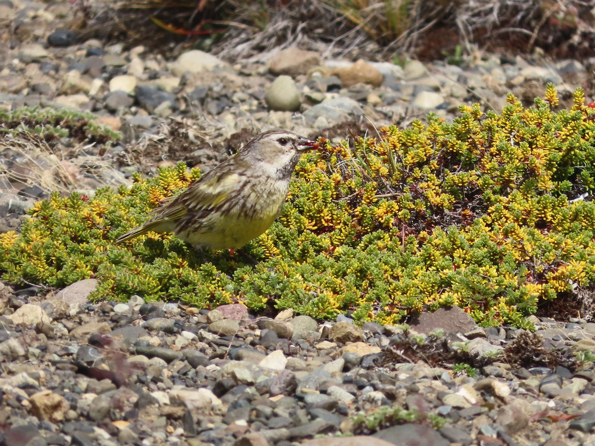 White-bridled Finch (Fuegian) - ML635418611