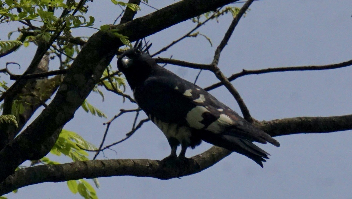 クロカッコウハヤブサ - ML635418626