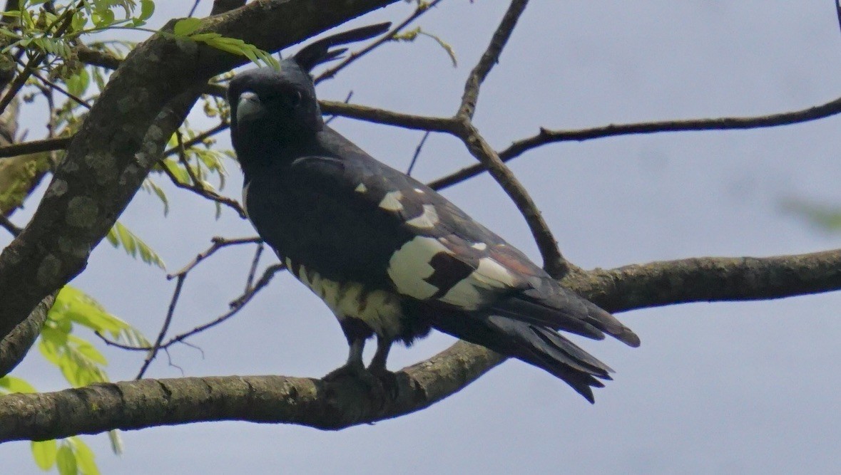 クロカッコウハヤブサ - ML635418628