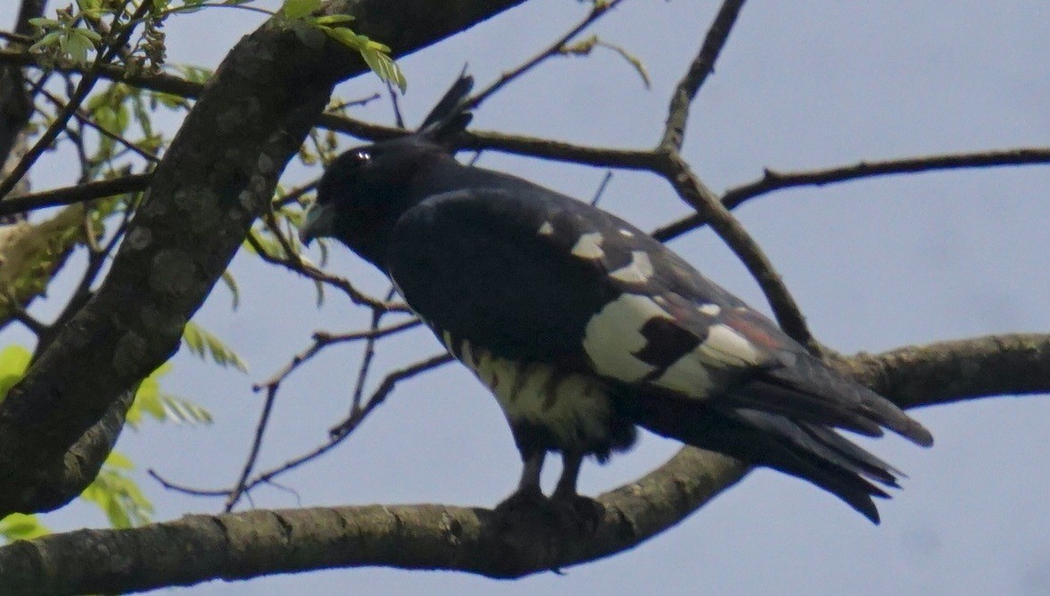 クロカッコウハヤブサ - ML635418631
