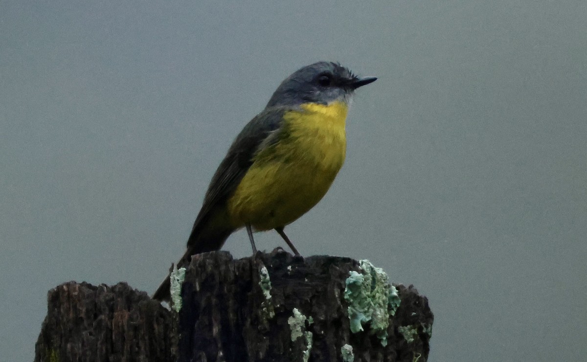 Eastern Yellow Robin - ML635418667