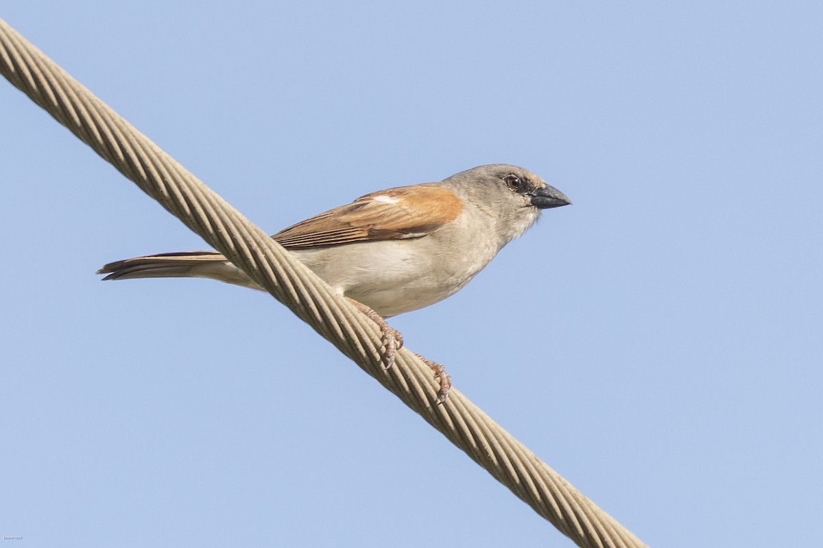 Northern Gray-headed Sparrow - ML635418959