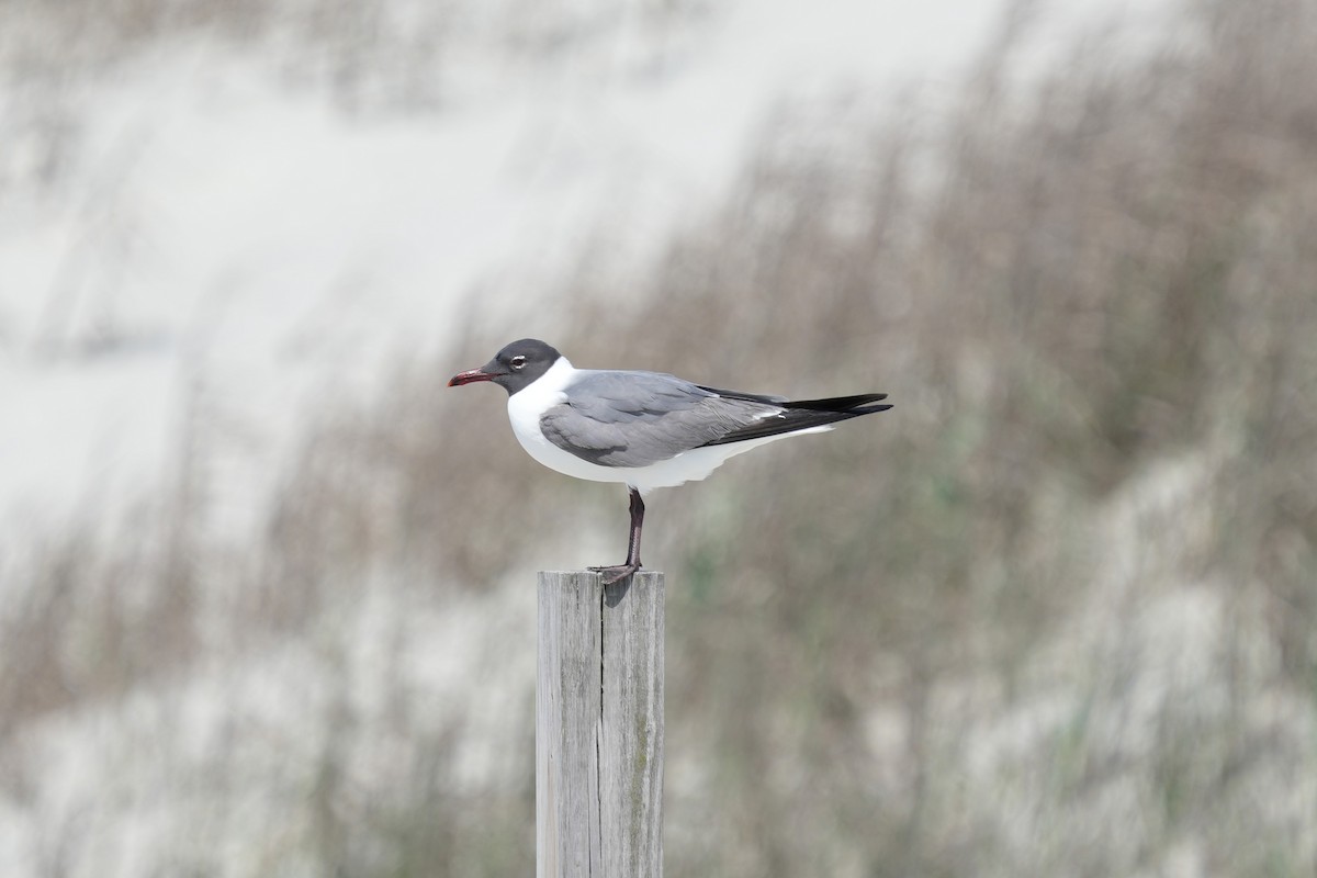 Gülen Martı - ML635418960